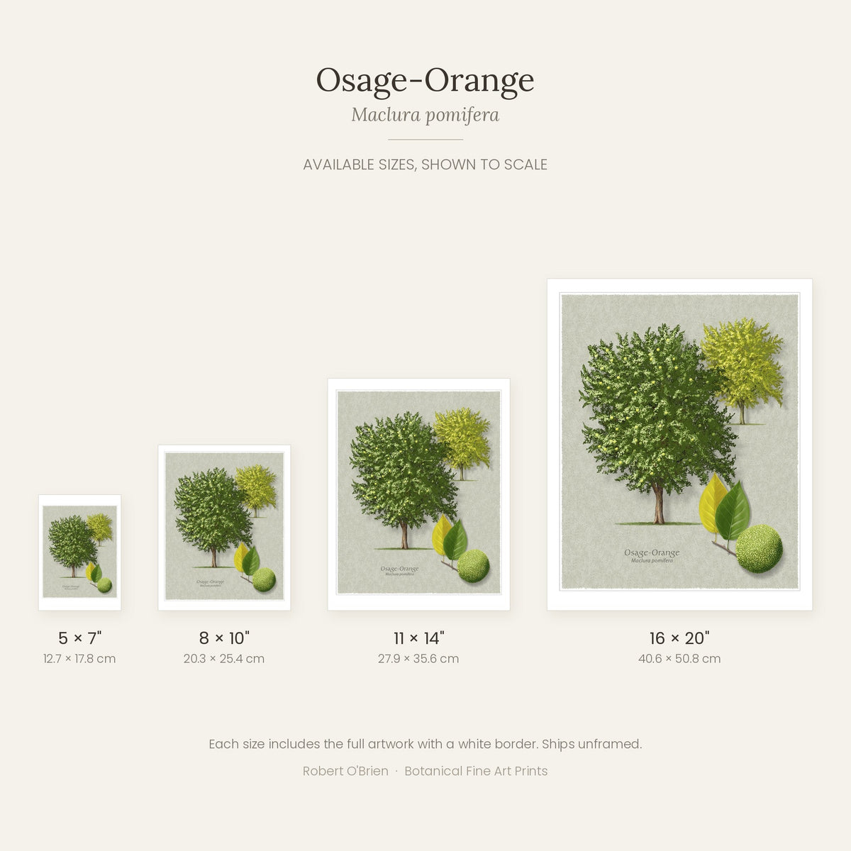 Osage-Orange print in 5x7, 8x10, 11x14 and 16x20 inch sizes, shown to scale