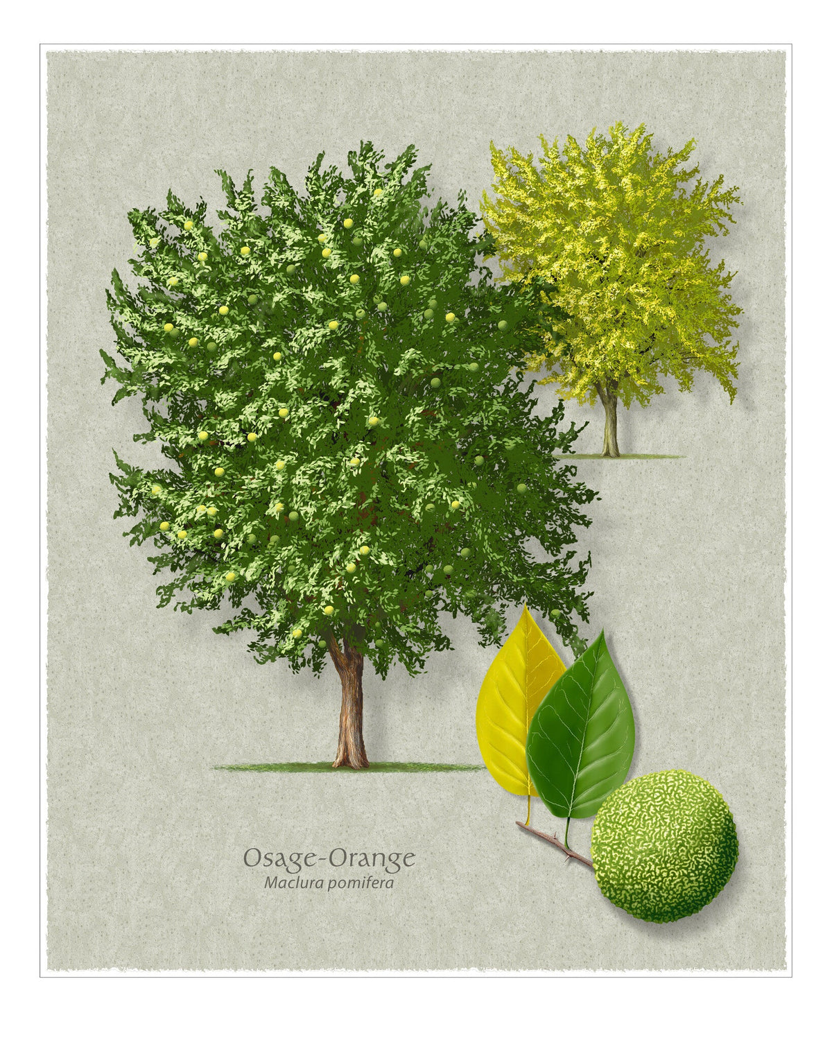 Osage-Orange botanical illustration by Robert O'Brien