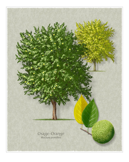 Osage-Orange botanical illustration by Robert O'Brien