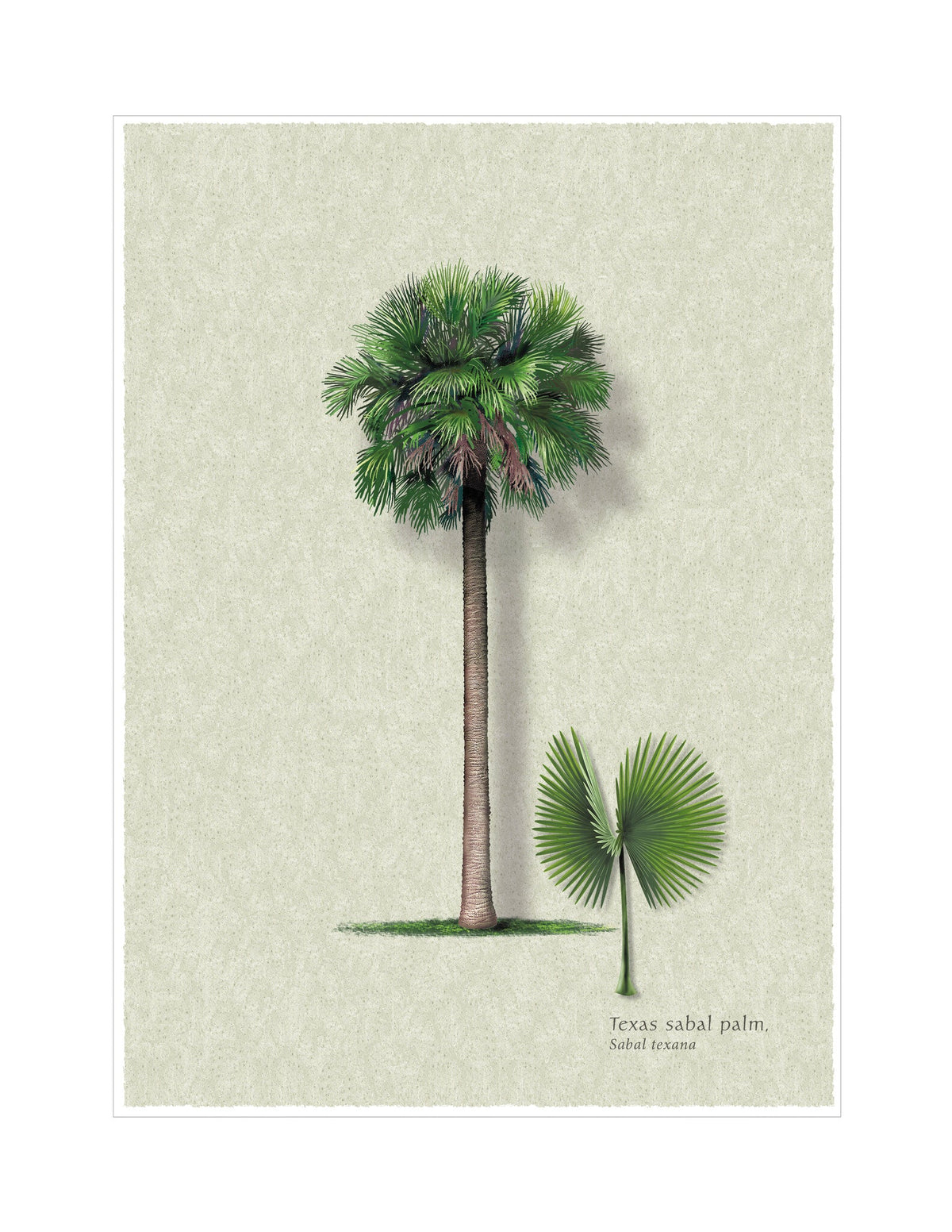 Texas Sabal Palm botanical illustration by Robert O'Brien