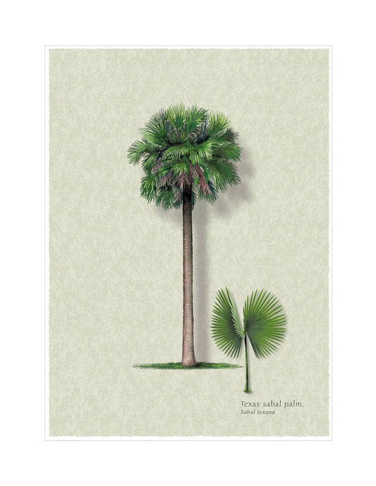 Texas Sabal Palm botanical illustration by Robert O'Brien