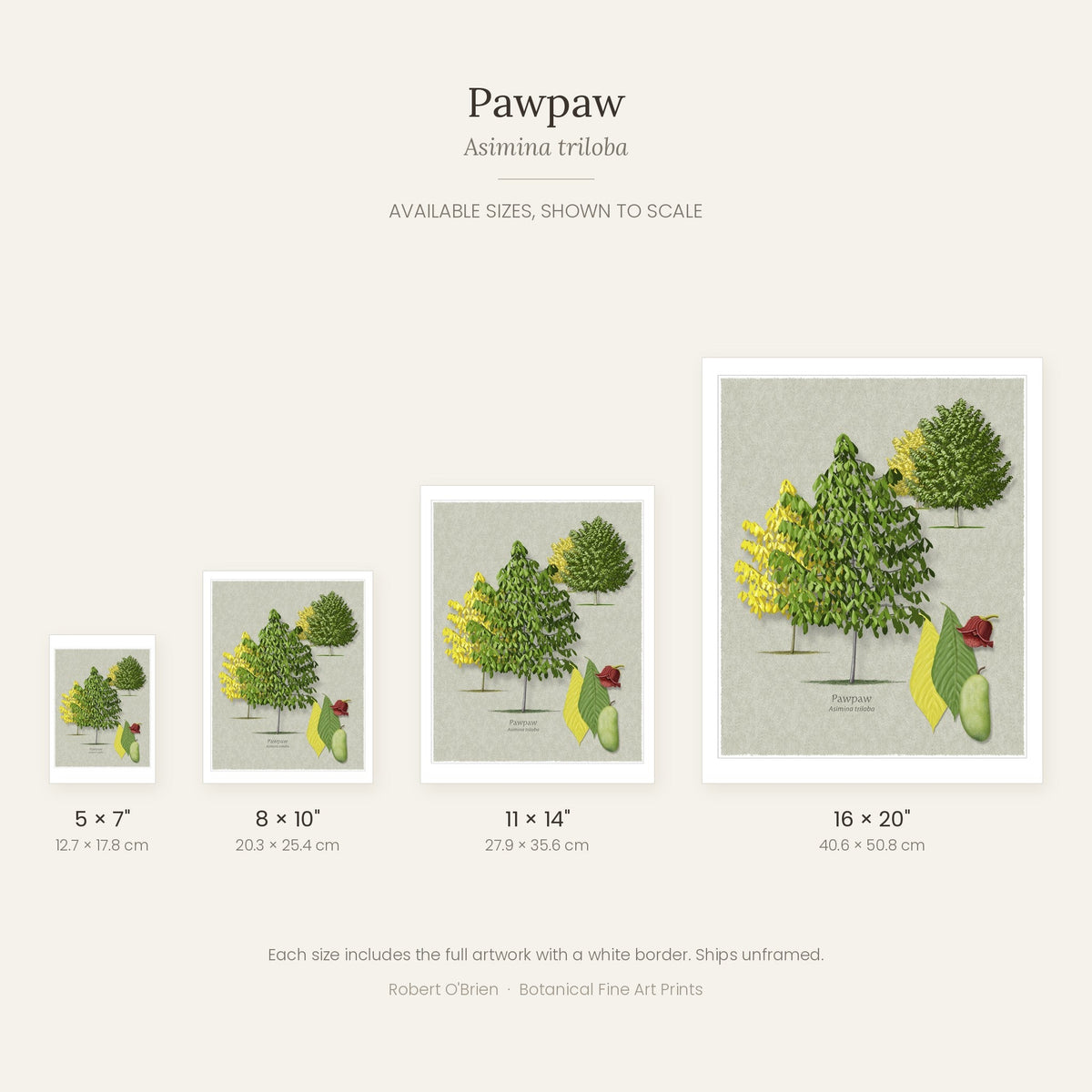 Pawpaw print in 5x7, 8x10, 11x14 and 16x20 inch sizes, shown to scale