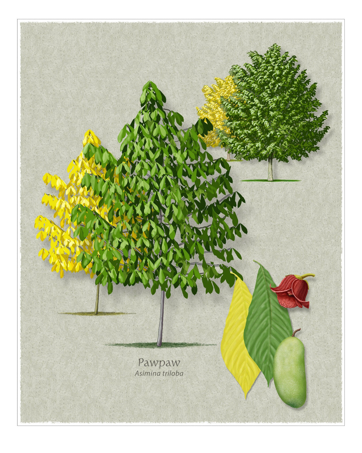 Pawpaw botanical illustration by Robert O'Brien