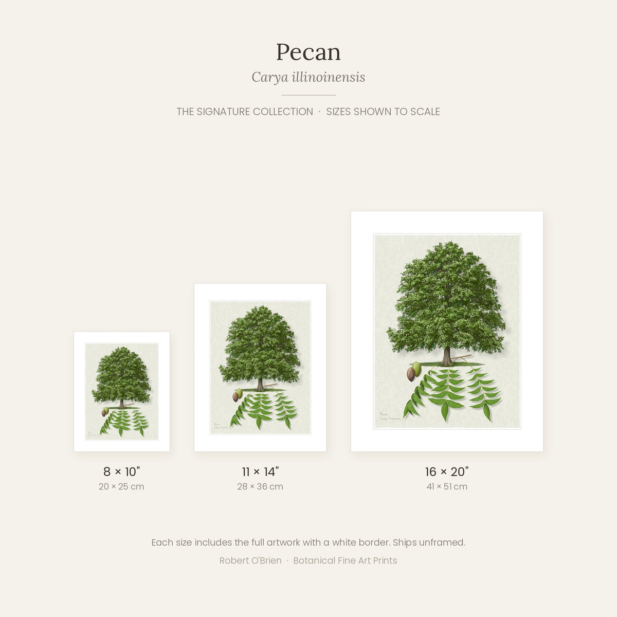 Pecan Signature print sizes shown to scale