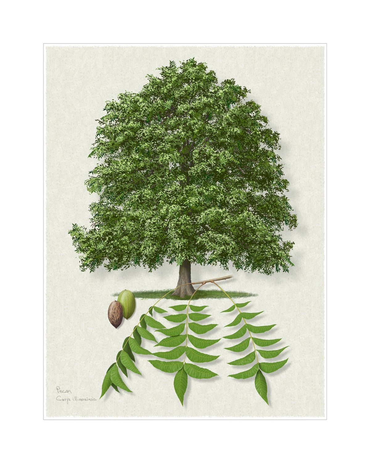 Pecan Signature botanical print by Robert O'Brien