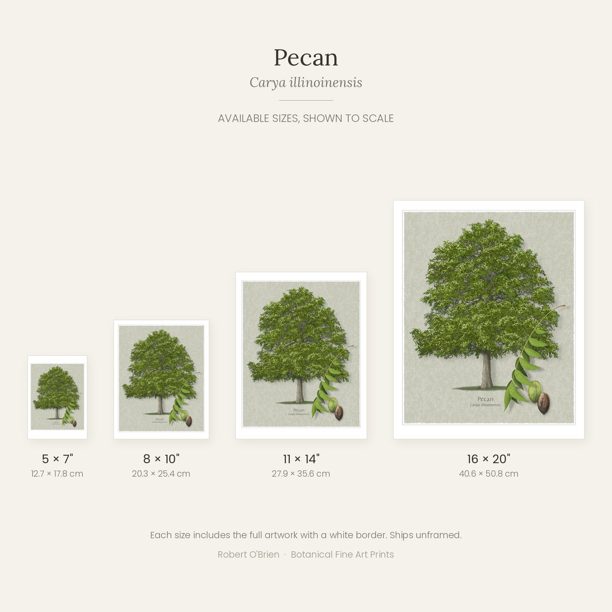 Pecan print in 5x7, 8x10, 11x14 and 16x20 inch sizes, shown to scale