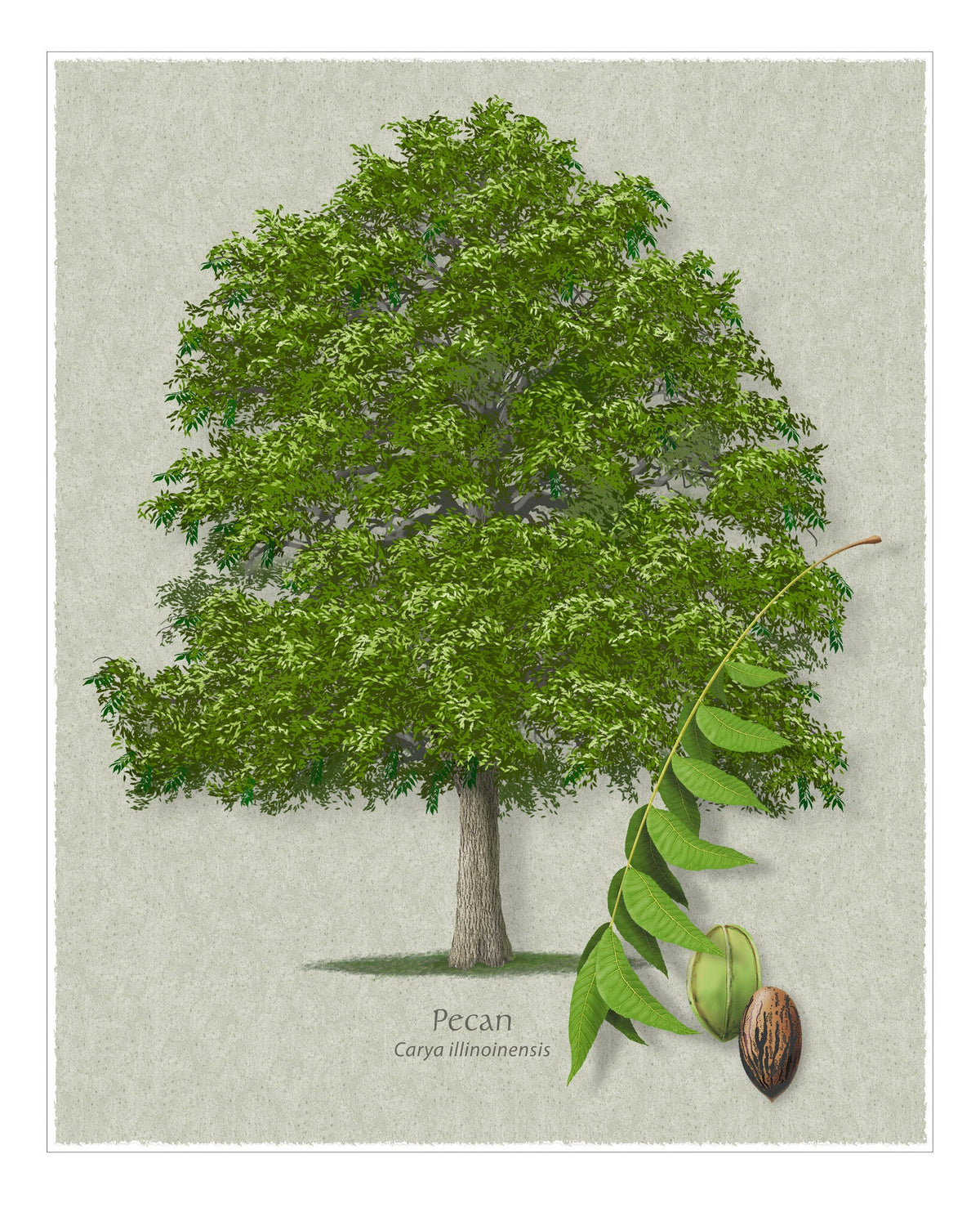 Pecan botanical illustration by Robert O'Brien