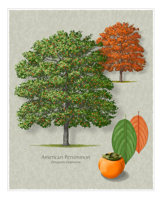 American Persimmon botanical illustration by Robert O'Brien
