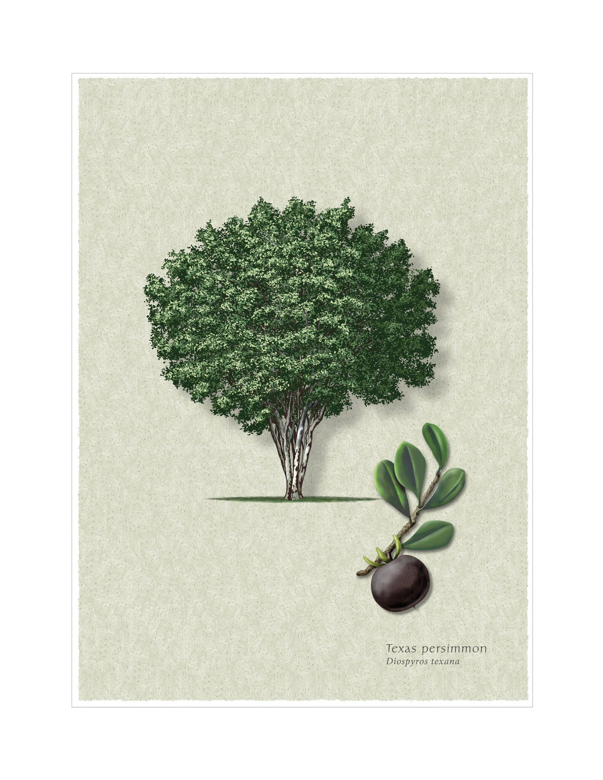 Texas Persimmon botanical illustration by Robert O'Brien