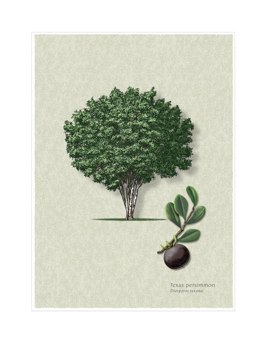Texas Persimmon botanical illustration by Robert O'Brien