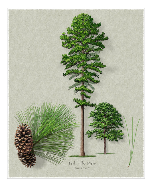 Loblolly Pine botanical illustration by Robert O'Brien