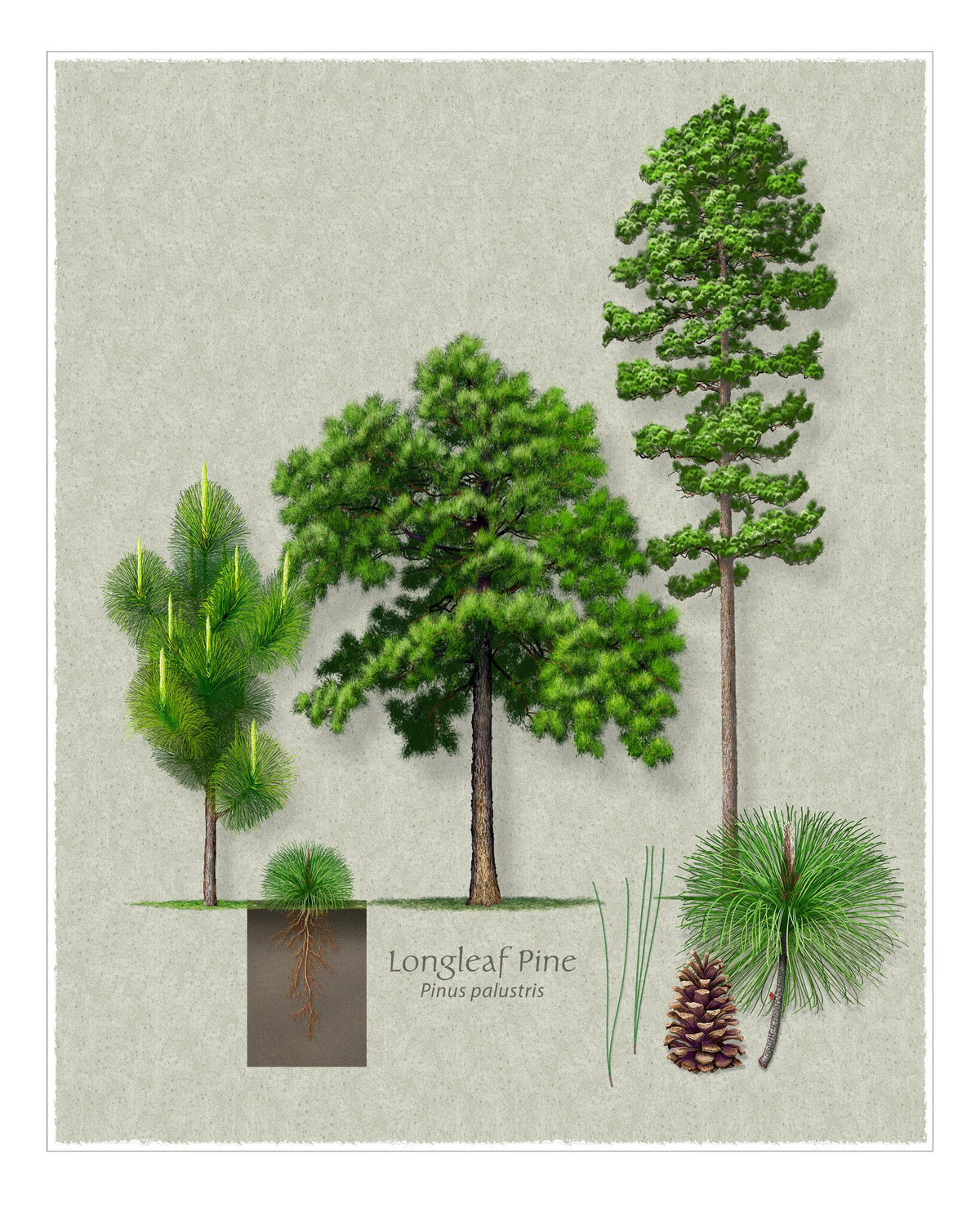 Longleaf Pine botanical illustration by Robert O'Brien