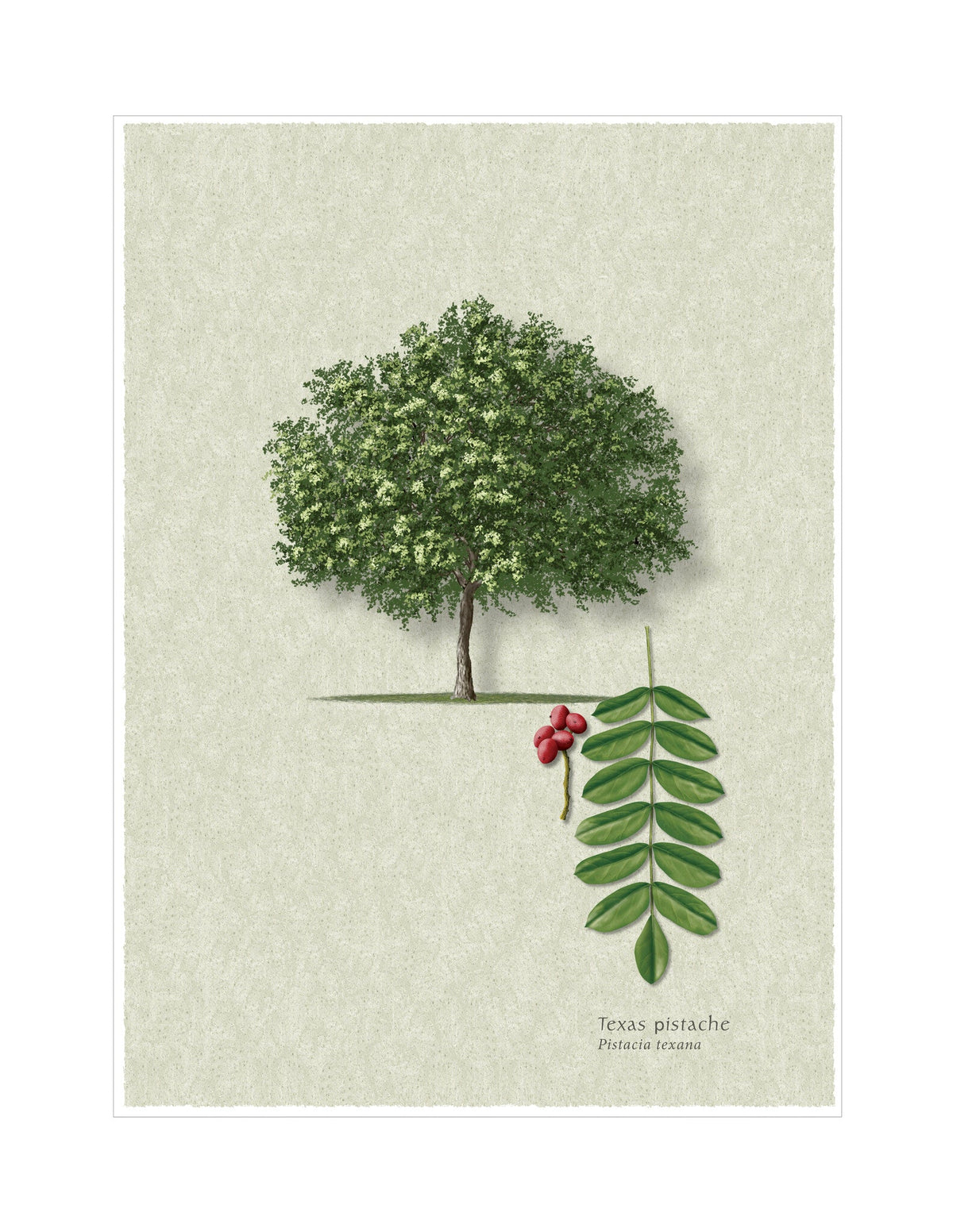 Texas Pistache botanical illustration by Robert O'Brien
