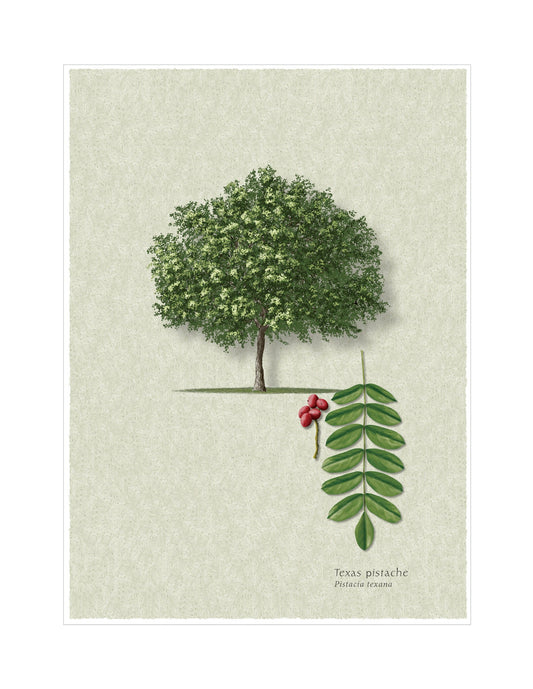 Texas Pistache botanical illustration by Robert O'Brien