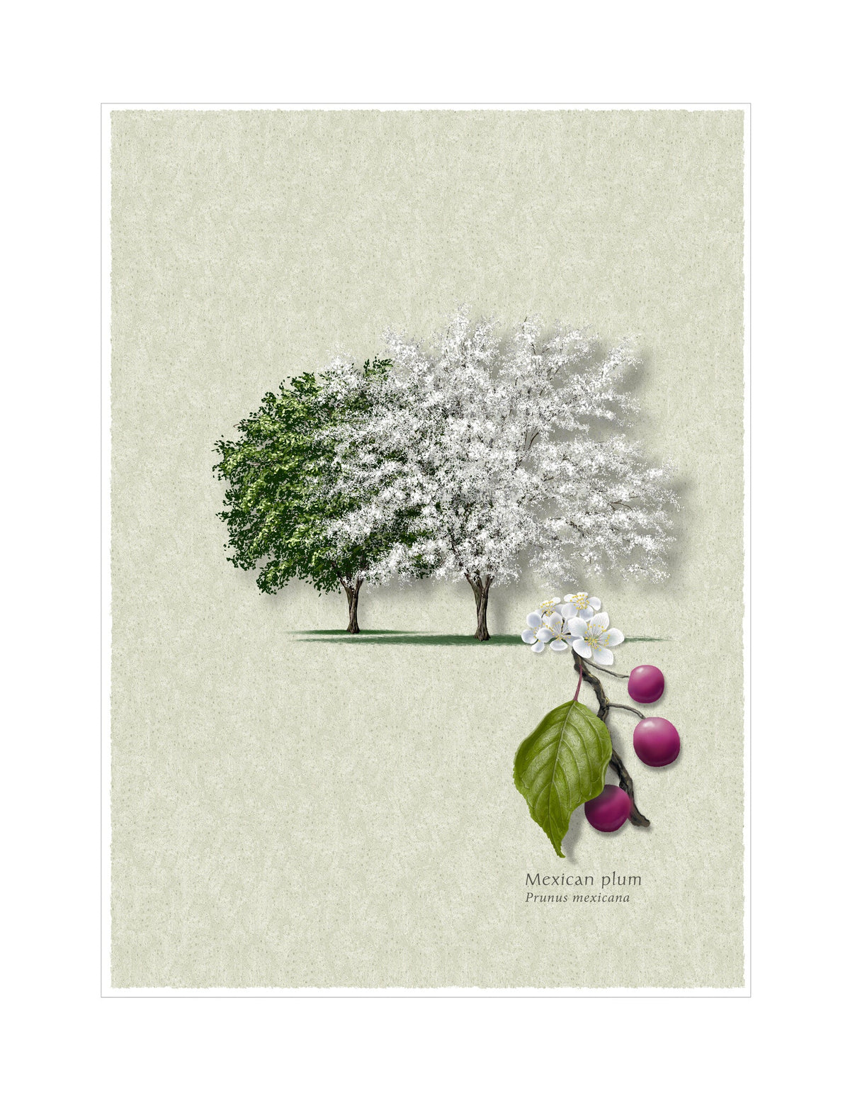 Mexican Plum botanical illustration by Robert O'Brien