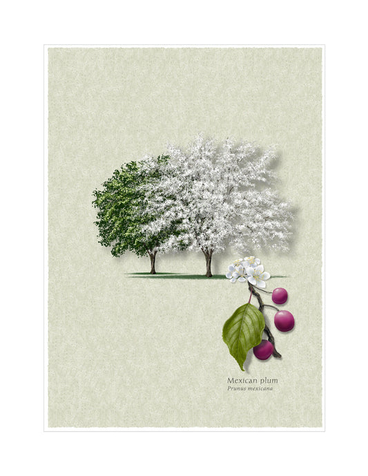 Mexican Plum botanical illustration by Robert O'Brien