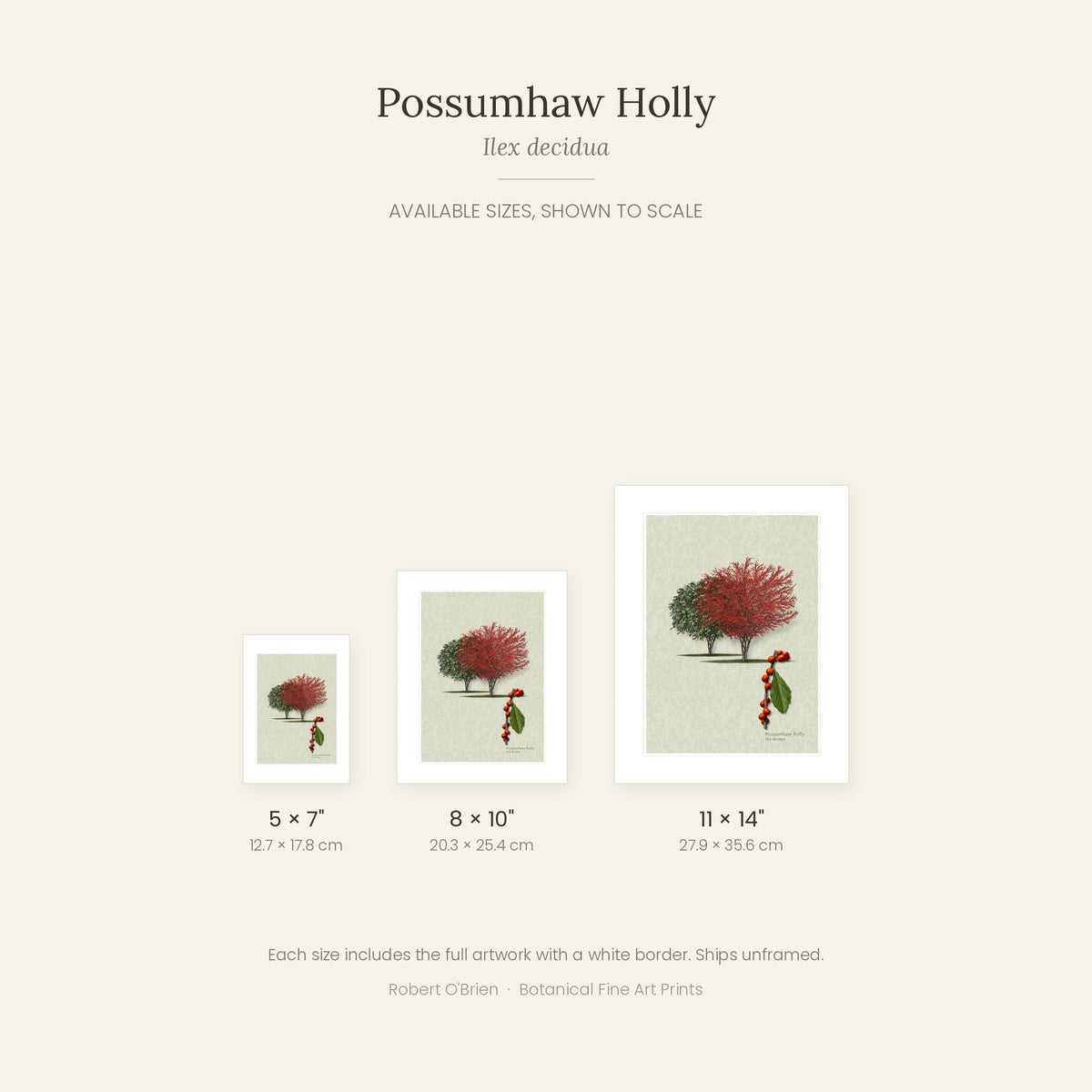 Possumhaw Holly print in 5x7, 8x10 and 11x14 inch sizes, shown to scale