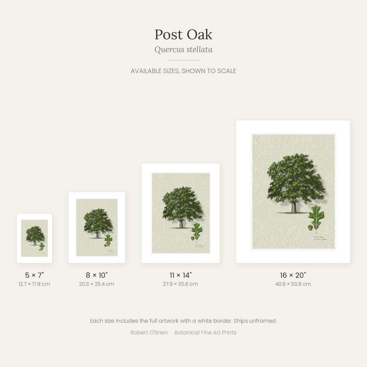 Post Oak print in 5x7, 8x10, 11x14 and 16x20 inch sizes, shown to scale