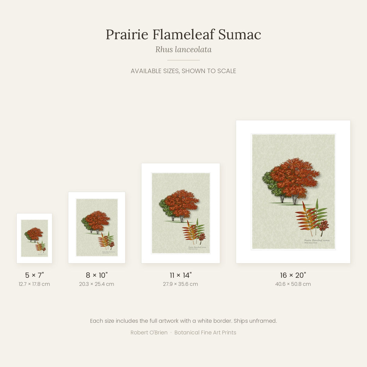 Prairie Flameleaf Sumac print in 5x7, 8x10, 11x14 and 16x20 inch sizes, shown to scale
