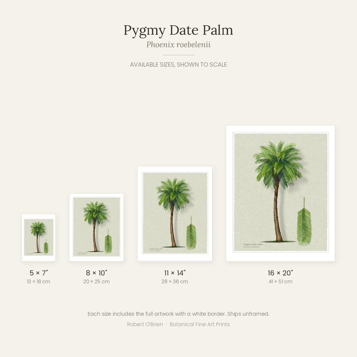 Pygmy Date Palm print available sizes shown to scale