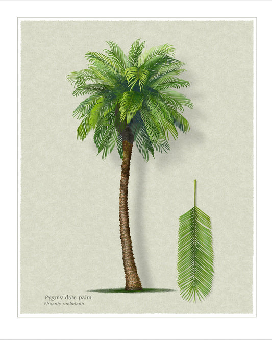 Pygmy Date Palm botanical print by Robert O'Brien