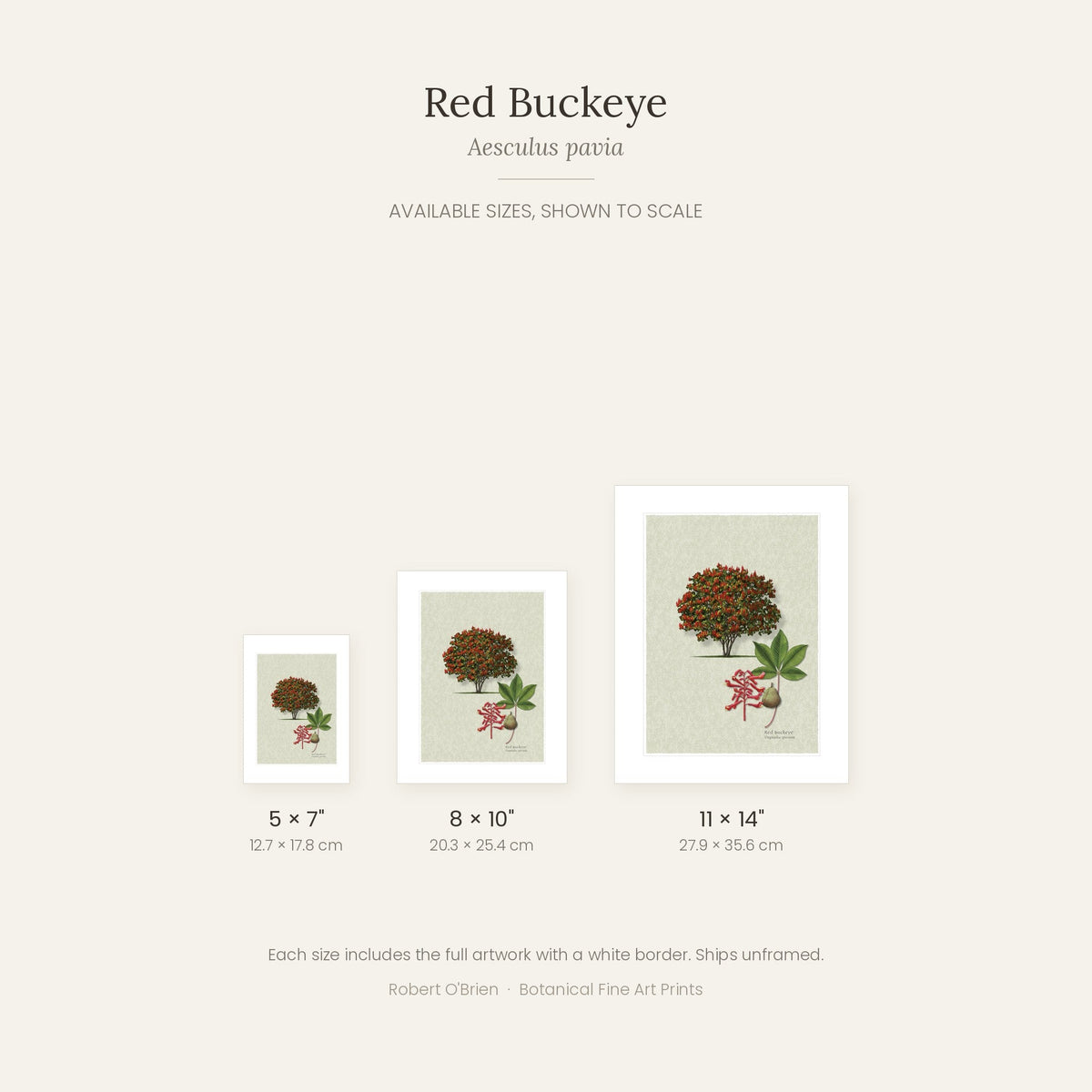 Red Buckeye print in 5x7, 8x10 and 11x14 inch sizes, shown to scale