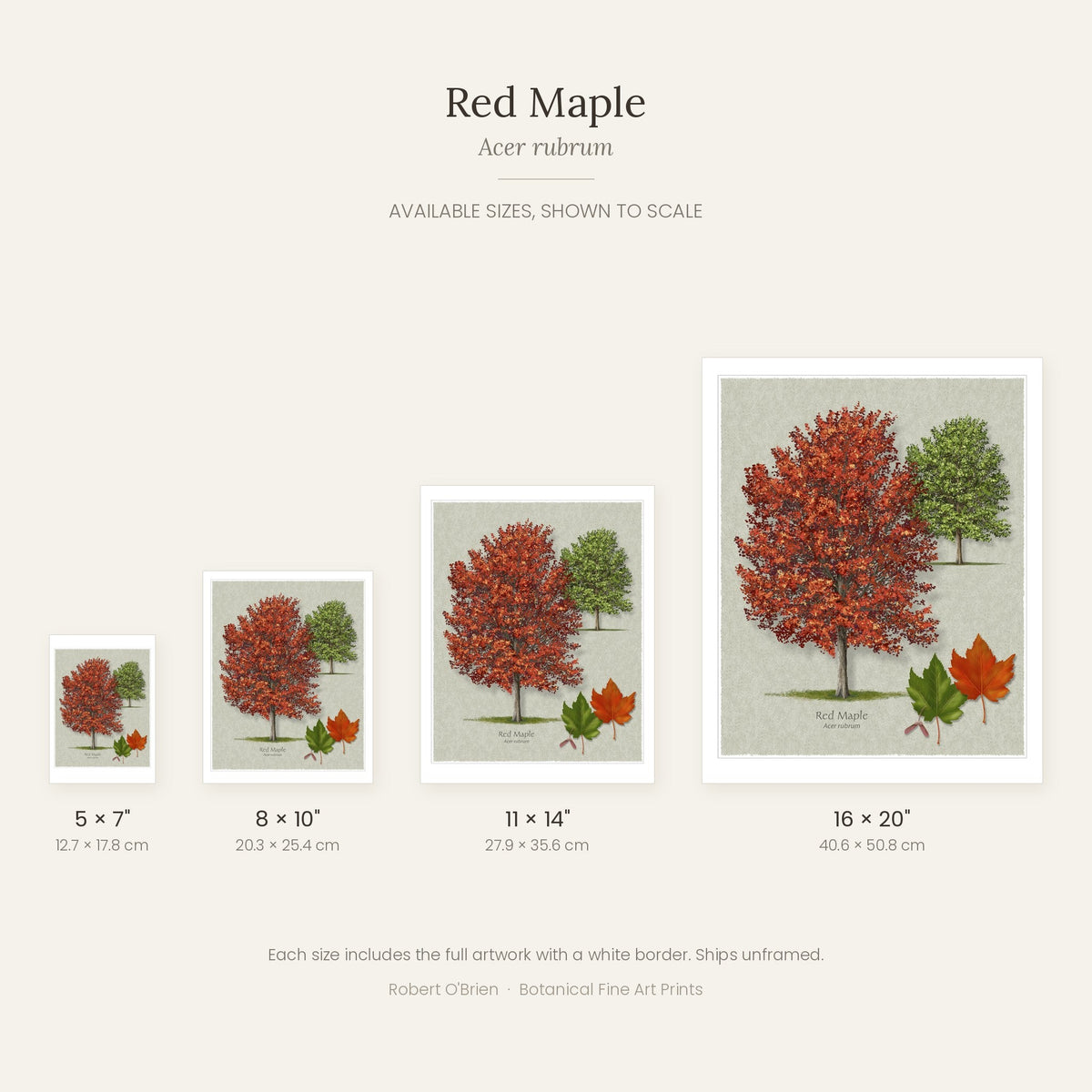 Red Maple print in 5x7, 8x10, 11x14 and 16x20 inch sizes, shown to scale