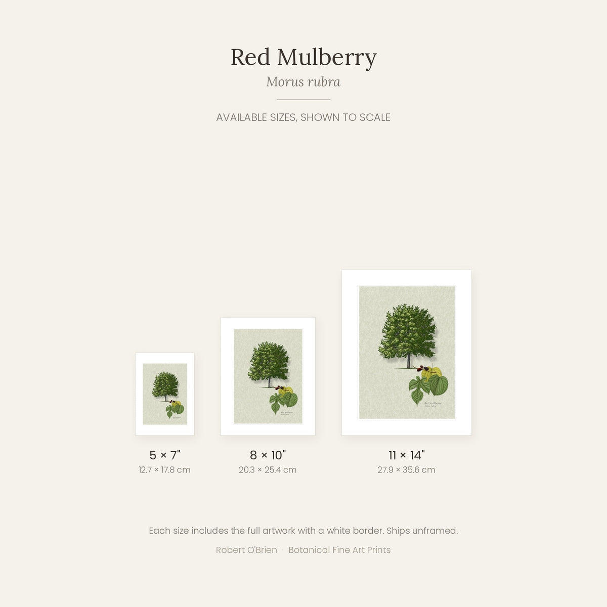 Red Mulberry print in 5x7, 8x10 and 11x14 inch sizes, shown to scale