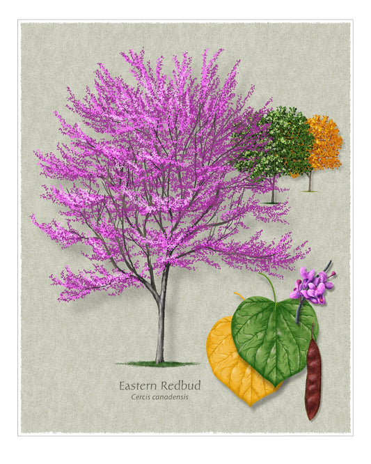 Eastern Redbud botanical illustration by Robert O'Brien