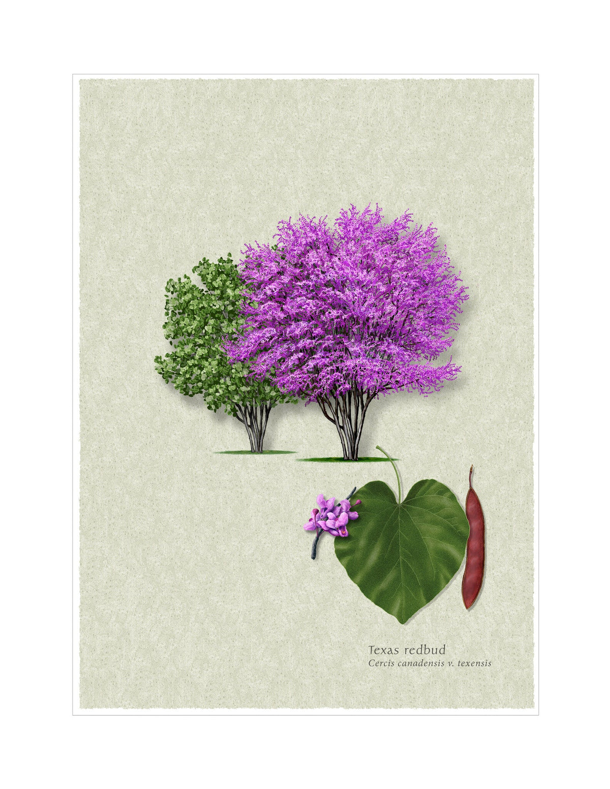 Texas Redbud botanical illustration by Robert O'Brien