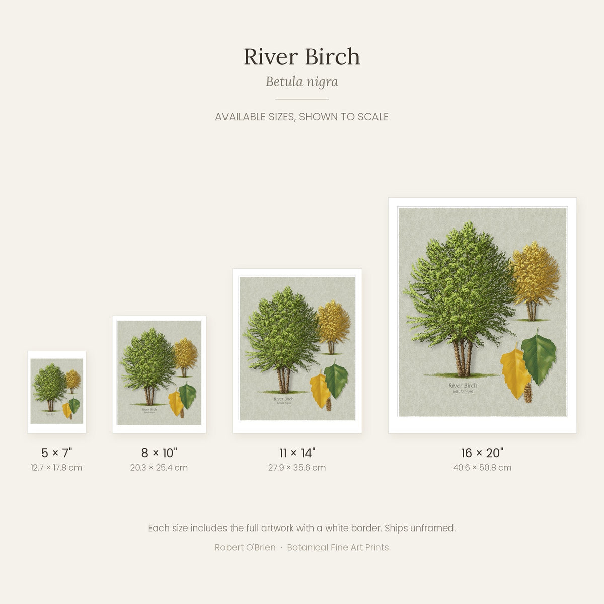 River Birch print in 5x7, 8x10, 11x14 and 16x20 inch sizes, shown to scale