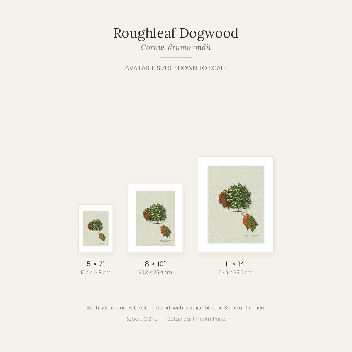Roughleaf Dogwood print in 5x7, 8x10 and 11x14 inch sizes, shown to scale