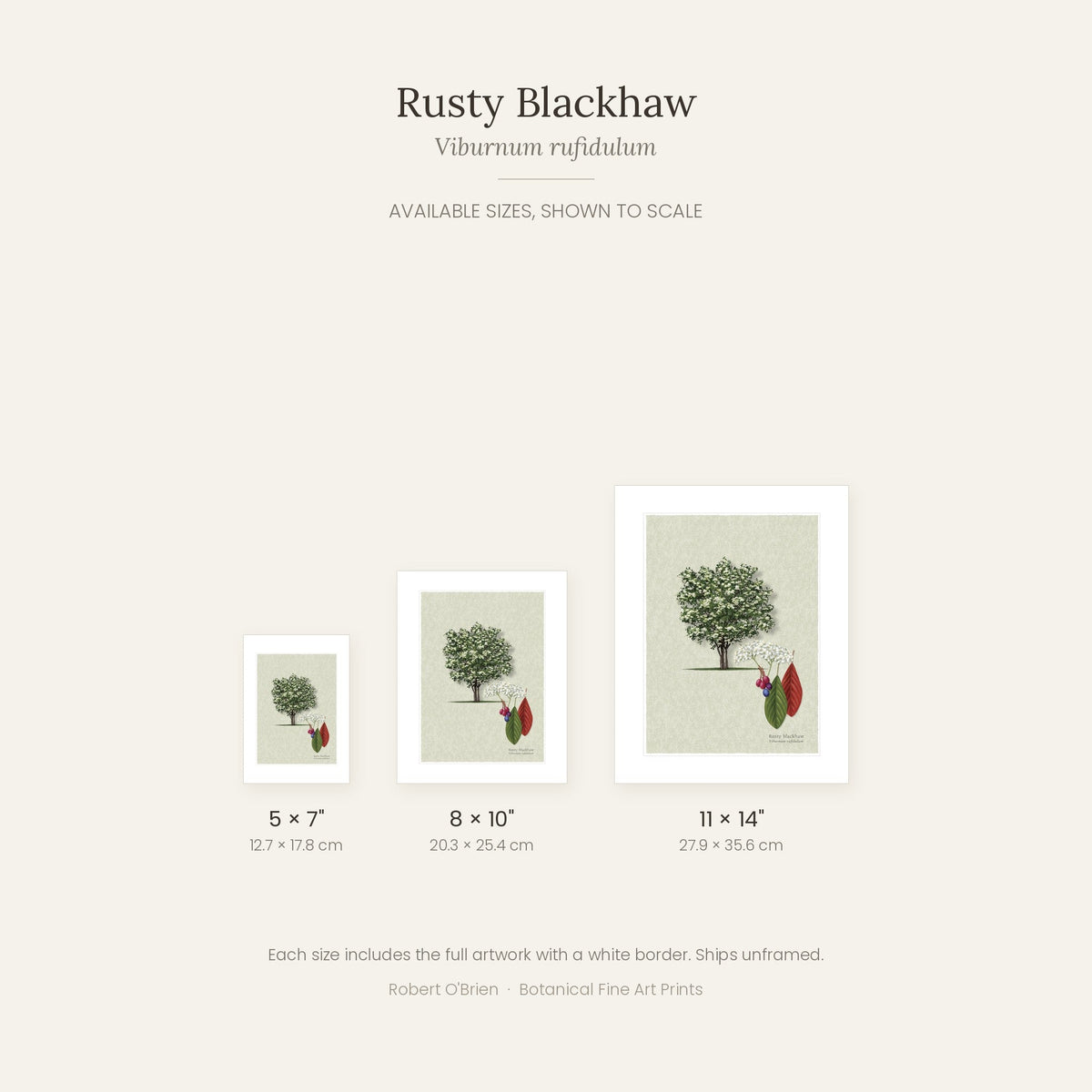 Rusty Blackhaw print in 5x7, 8x10 and 11x14 inch sizes, shown to scale