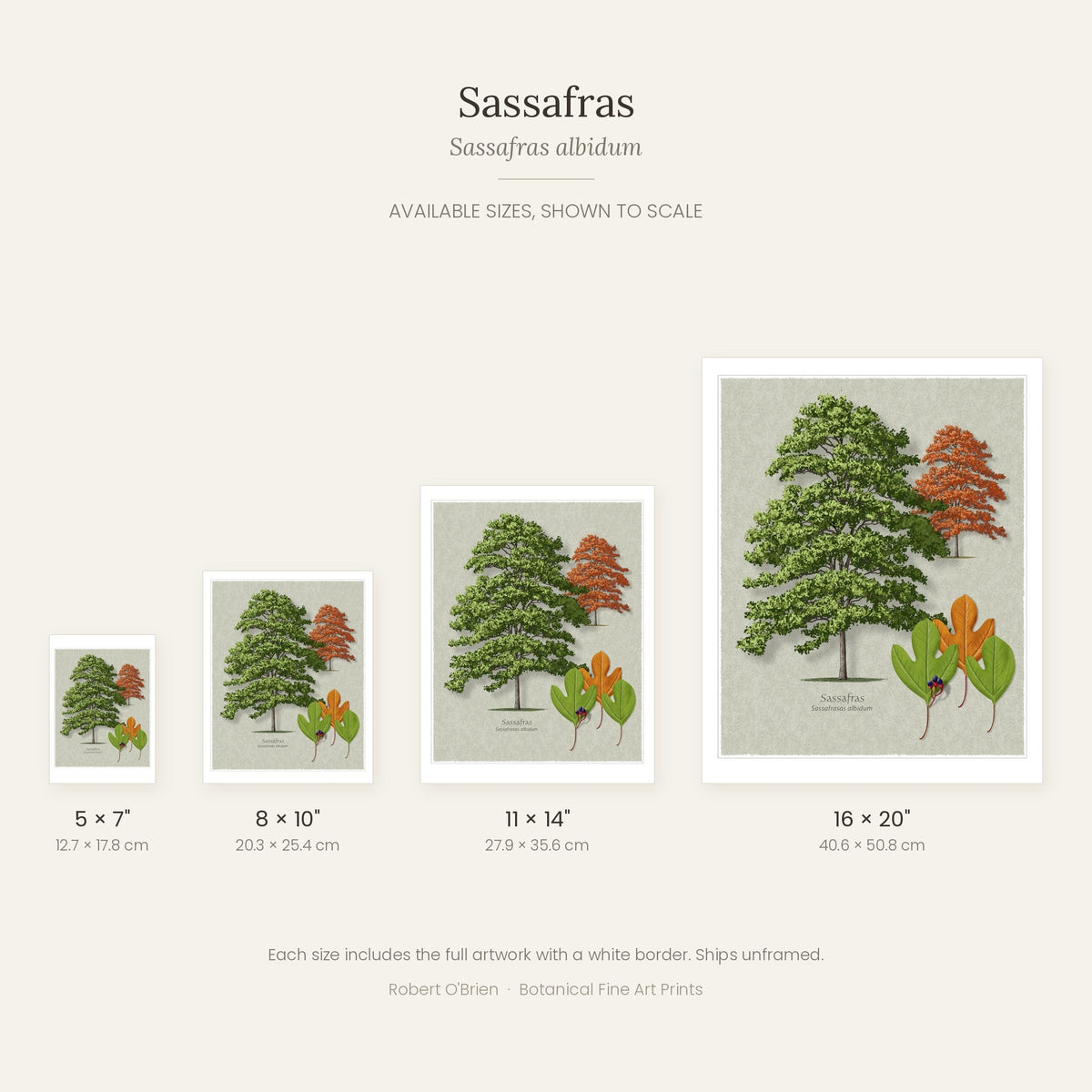 Sassafras print in 5x7, 8x10, 11x14 and 16x20 inch sizes, shown to scale