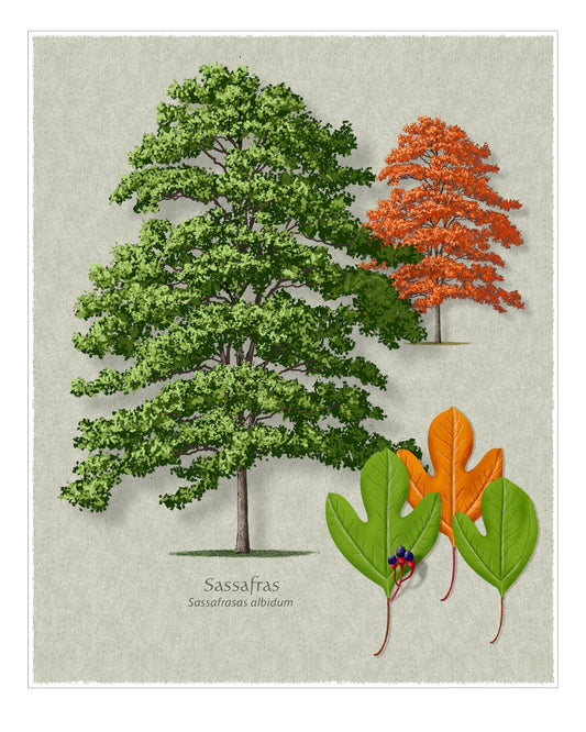 Sassafras botanical illustration by Robert O'Brien