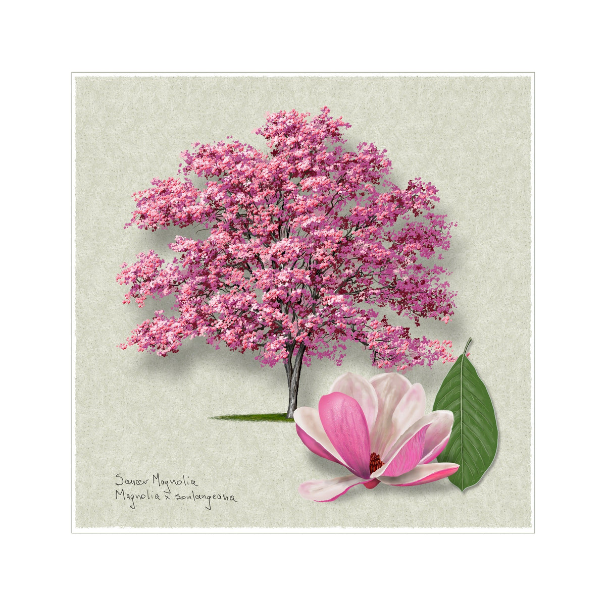 Saucer Magnolia Signature botanical print by Robert O'Brien