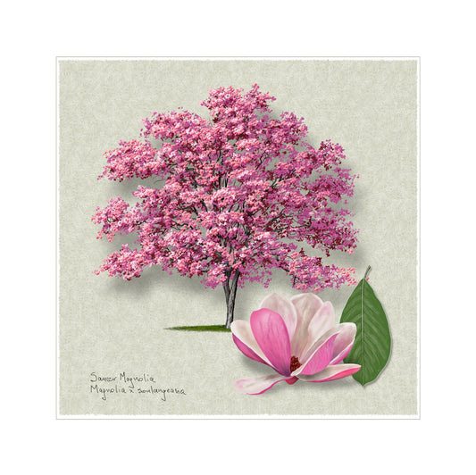 Saucer Magnolia Signature botanical print by Robert O'Brien