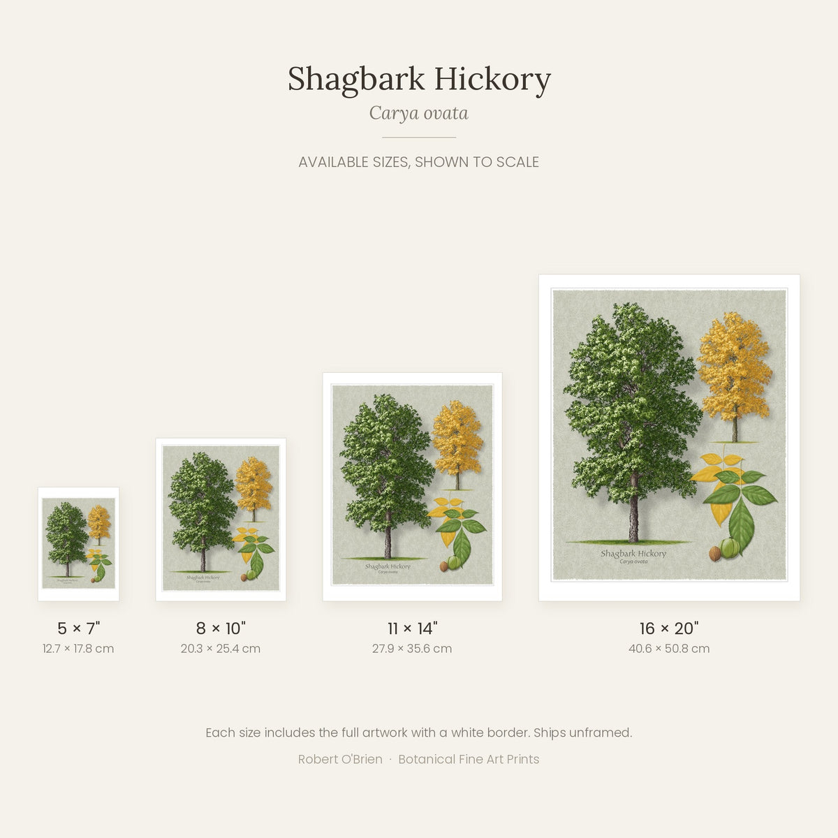Shagbark Hickory print in 5x7, 8x10, 11x14 and 16x20 inch sizes, shown to scale