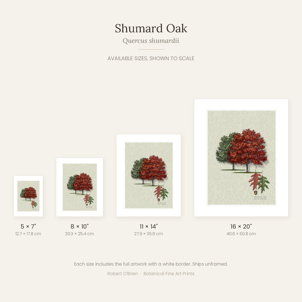 Shumard Oak print in 5x7, 8x10, 11x14 and 16x20 inch sizes, shown to scale