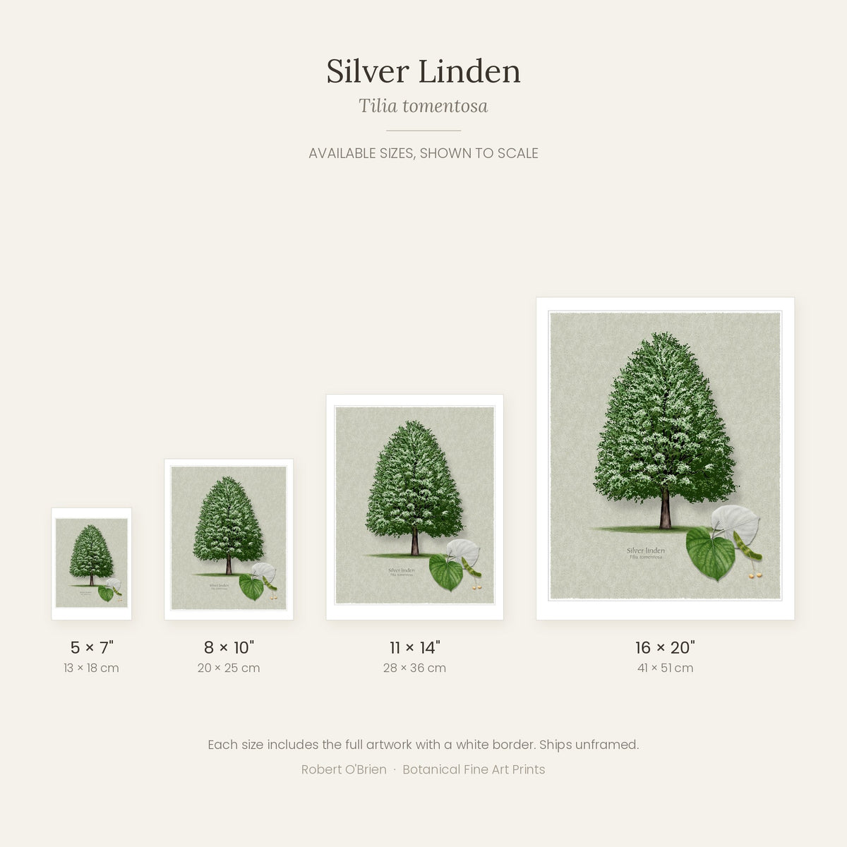 Silver Linden print available sizes shown to scale