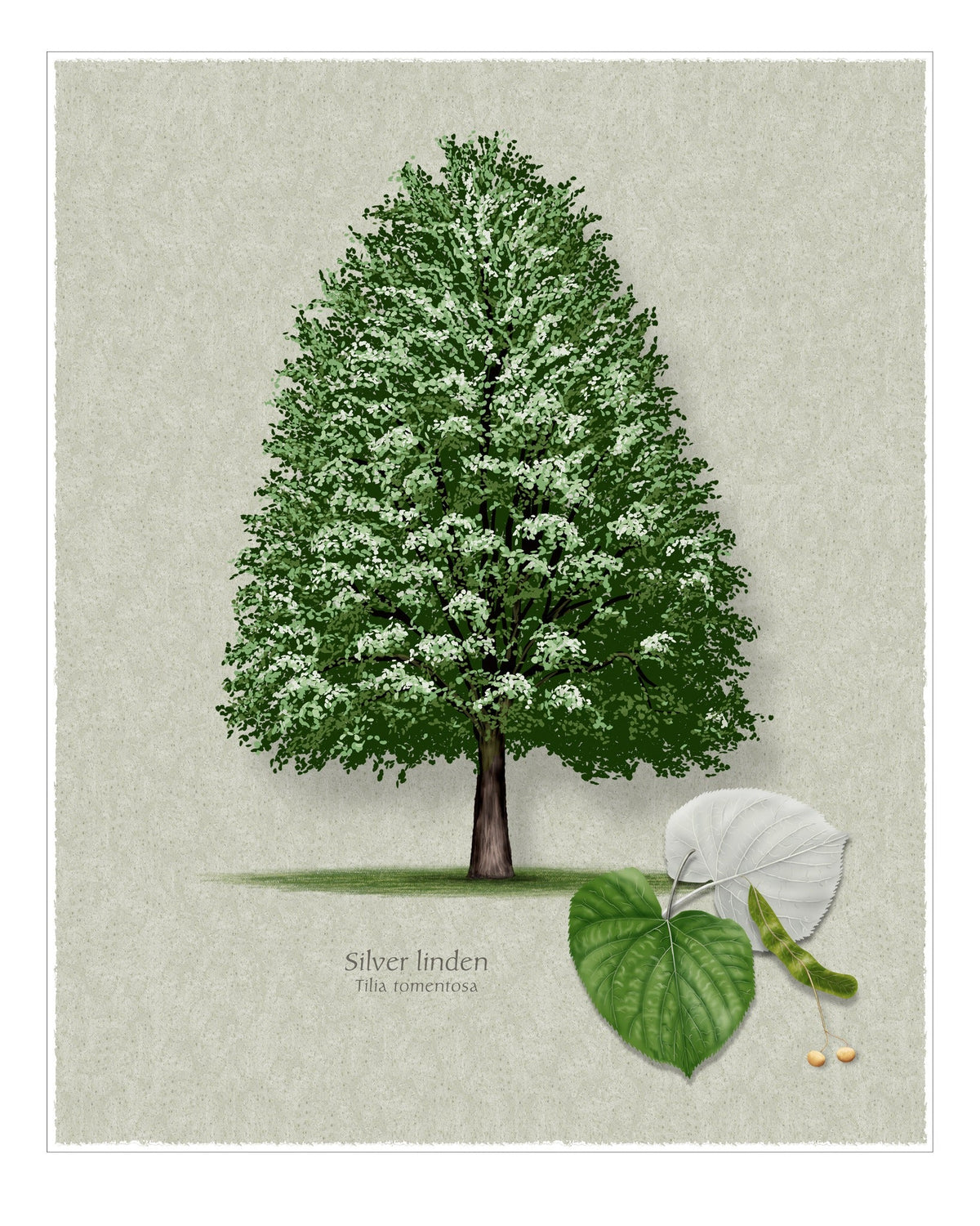 Silver Linden botanical print by Robert O'Brien