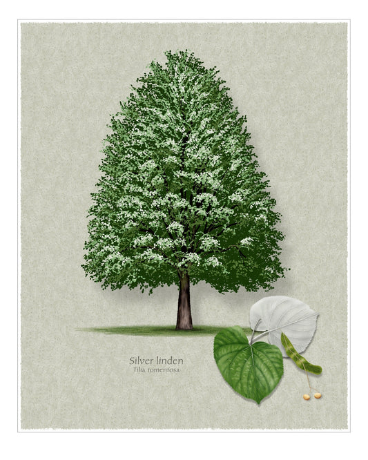 Silver Linden botanical print by Robert O'Brien