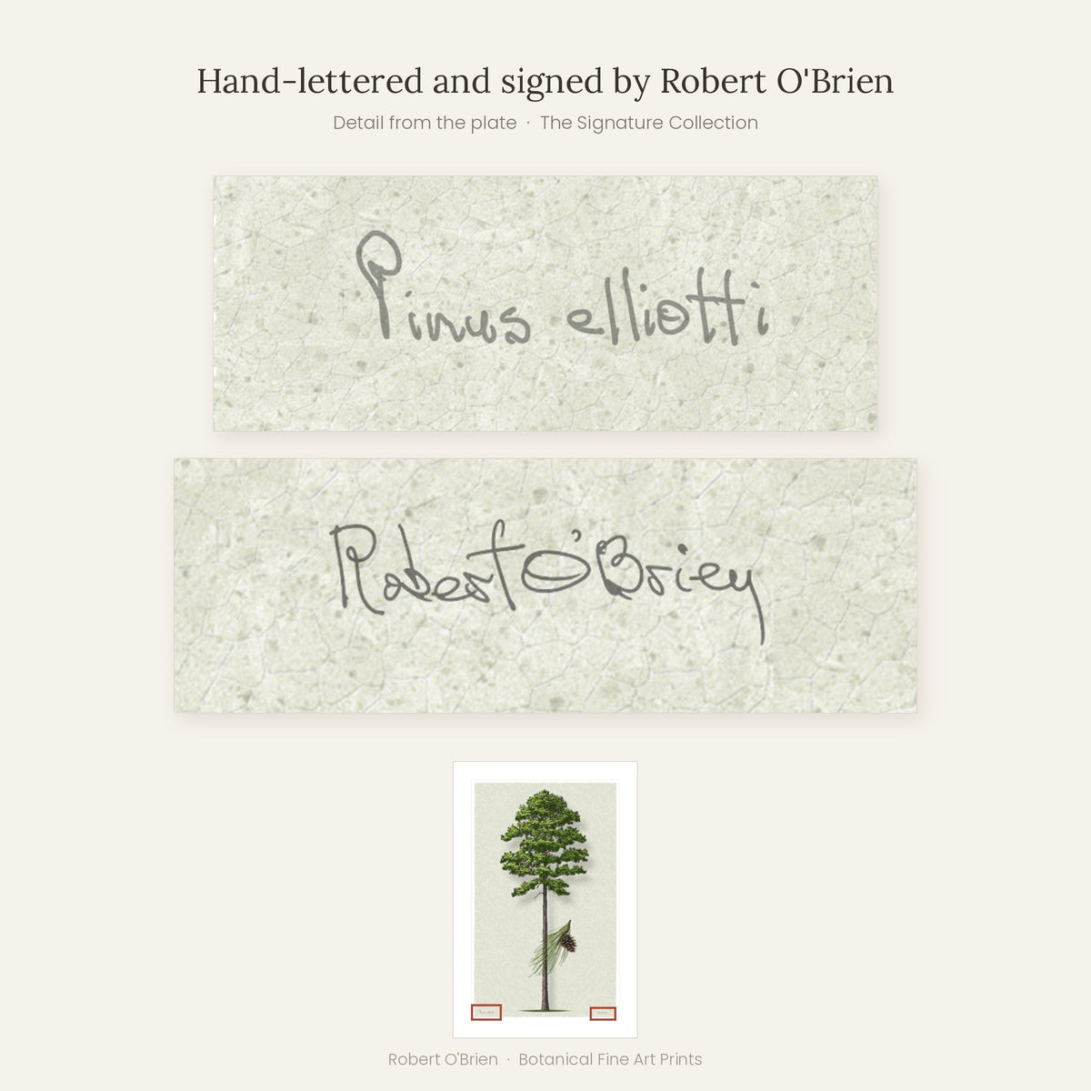 Close-up of Robert O'Brien's hand-lettering and signature on the Slash Pine plate