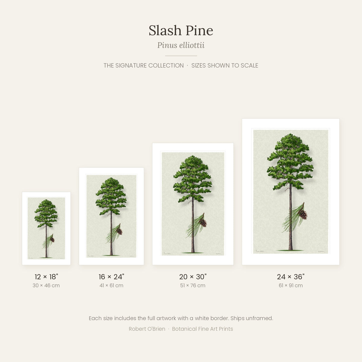 Slash Pine Signature print sizes shown to scale