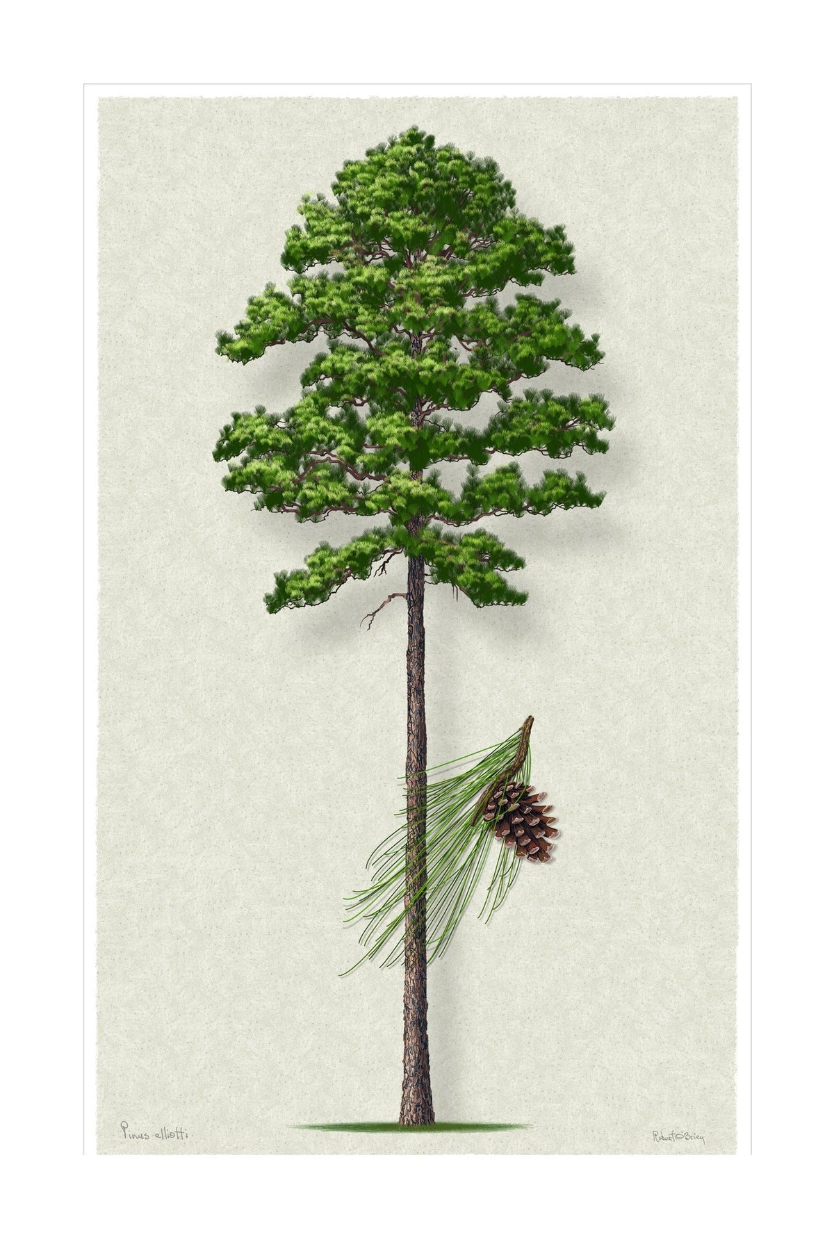 Slash Pine Signature botanical print by Robert O'Brien
