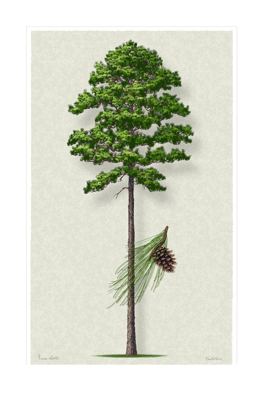 Slash Pine Signature botanical print by Robert O'Brien