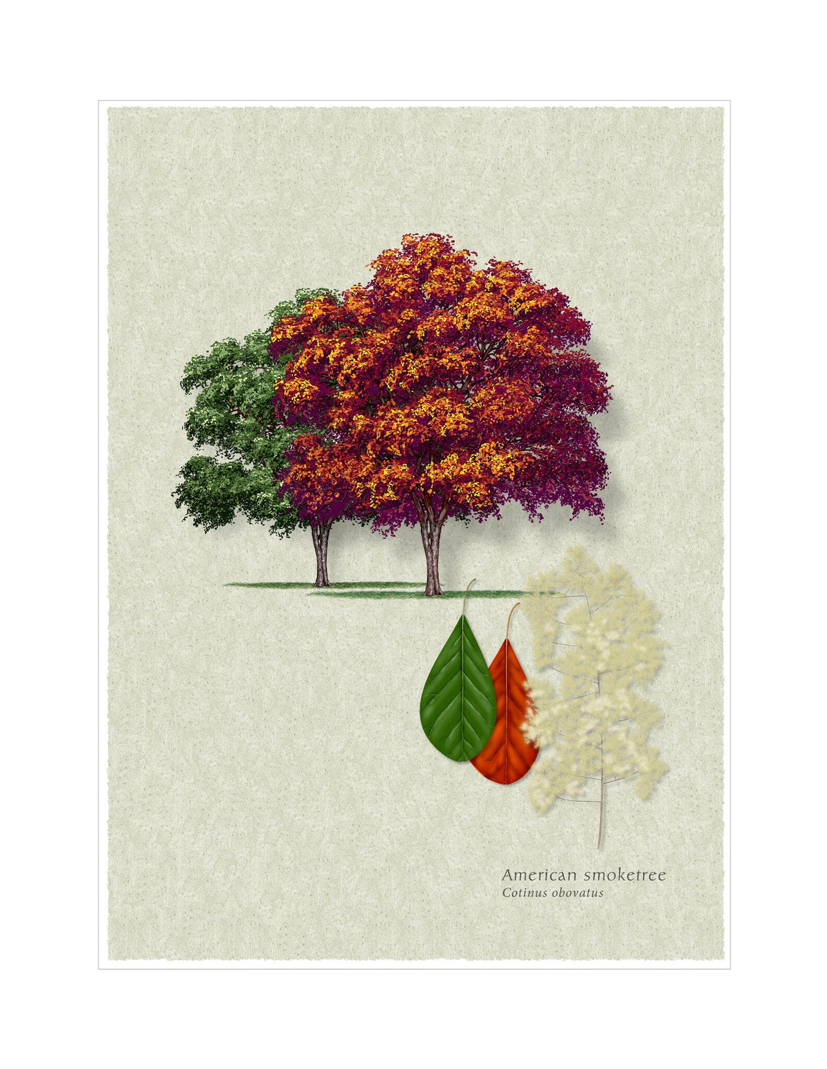 American Smoketree botanical illustration by Robert O'Brien