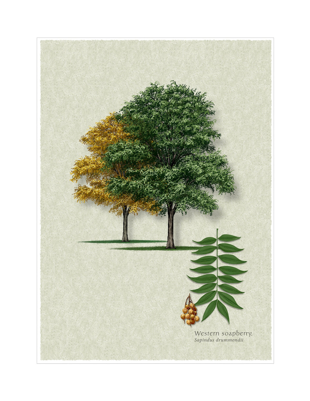 Western Soapberry botanical illustration by Robert O'Brien