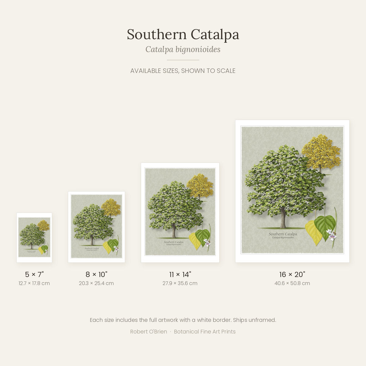 Southern Catalpa print in 5x7, 8x10, 11x14 and 16x20 inch sizes, shown to scale