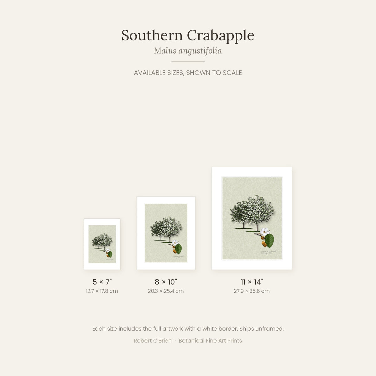 Southern Crabapple print in 5x7, 8x10 and 11x14 inch sizes, shown to scale